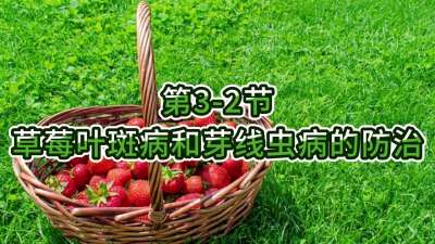 第3-2节-草莓叶斑病和芽线虫病的防治