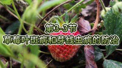 第3-3节-草莓叶斑病和芽线虫病的防治