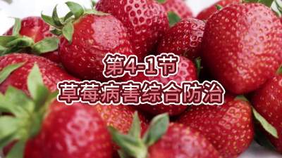 第4-1节-草莓病害综合防治