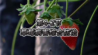 第4-2节-草莓病害综合防治