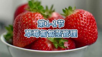 第1-1节-草莓匍匐茎管理