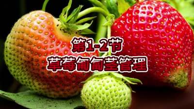 第1-2节-草莓匍匐茎管理