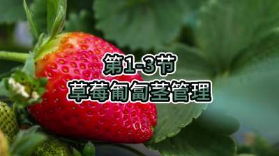 第1-3节-草莓匍匐茎管理
