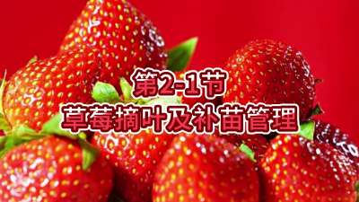 第2-1节-草莓摘叶及补苗管理