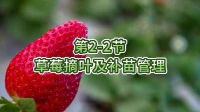 第2-2节-草莓摘叶及补苗管理