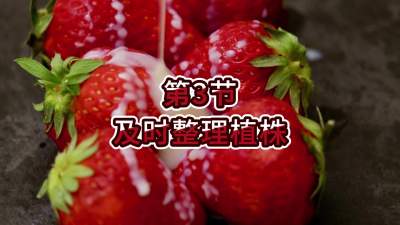 第3节-及时整理植株