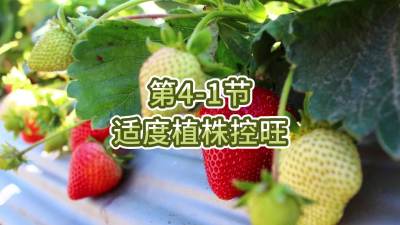 第4-1节-适度植株控旺