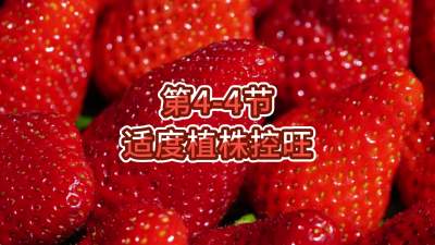 第4-4节-适度植株控旺