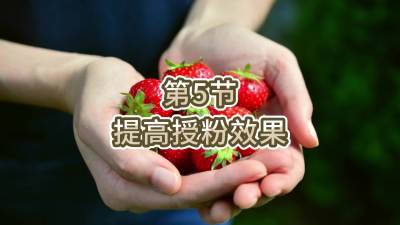 第5节-提高授粉效果