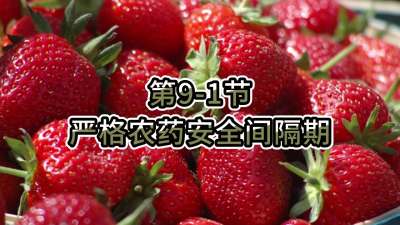 第9-1节-严格农药安全间隔期