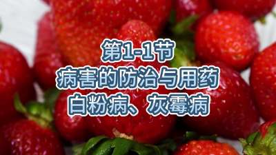 第1-1节-病害的防治与用药-白粉病、灰霉病