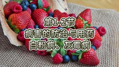 第1-2节-病害的防治与用药-白粉病、灰霉病