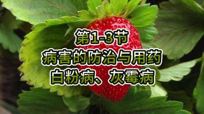 第1-3节-病害的防治与用药-白粉病、灰霉病