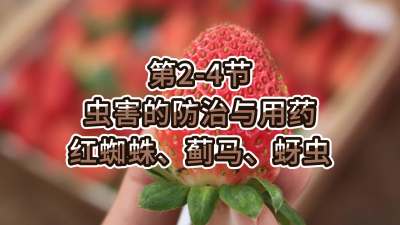 第2-4节-虫害的防治与用药-红蜘蛛、蓟马、蚜虫