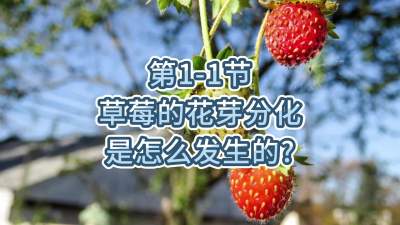 第1-1节-草莓的花芽分化是怎么发生的？