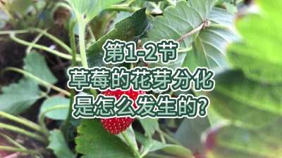 第1-2节-草莓的花芽分化是怎么发生的？