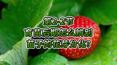 第2-2节-育苗后期怎么辨别苗子的花芽分化？