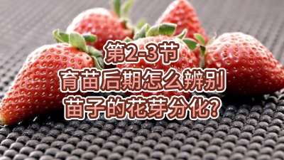 第2-3节-育苗后期怎么辨别苗子的花芽分化？