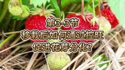 第3-3节-移栽后如何通过控旺促进花芽分化？