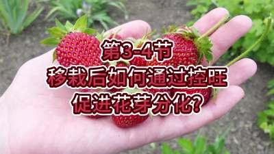 第3-4节-移栽后如何通过控旺促进花芽分化？