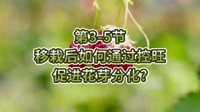 第3-5节-移栽后如何通过控旺促进花芽分化？