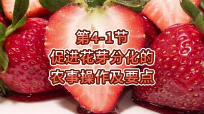第4-1节-促进花芽分化的农事操作及要点
