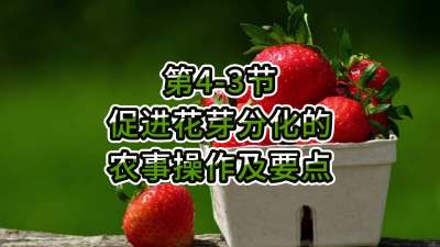 第4-3节-促进花芽分化的农事操作及要点