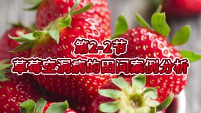 第2-2节-草莓空洞病的田间案例分析