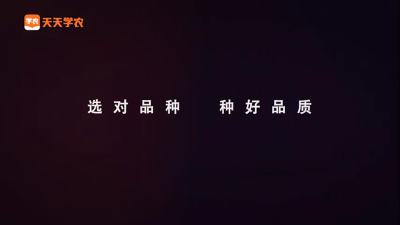 高价优质阳光玫瑰怎么种？