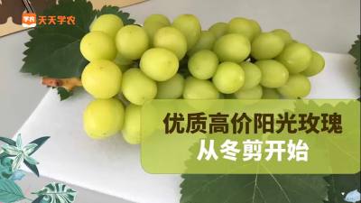 种优质精品果，从冬剪开始