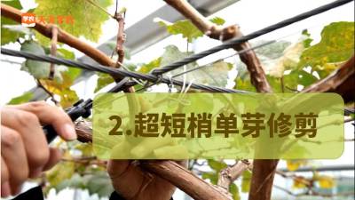 超短梢单芽修剪