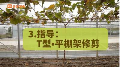 T型&middot;平棚架修剪示范