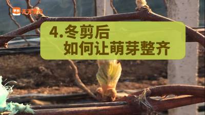 冬剪后如何让萌芽整齐