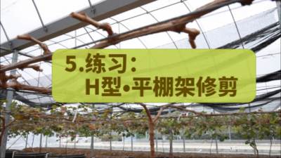 小练习：H型&middot;平棚架修剪指导