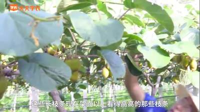 多芽少枝修剪技术的实际应用