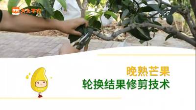 凯特芒轮换修剪示范！