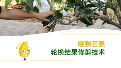 修剪后如何保证新梢明年挂果？