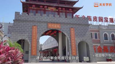 新会陈皮的一村一品之路（下）
