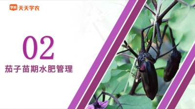 茄子苗期水肥管理