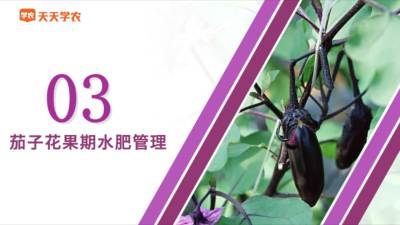 茄子花果期水肥管理