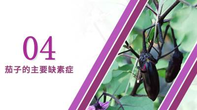 茄子的主要缺素症