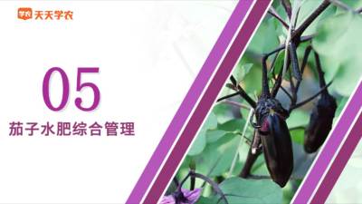 茄子水肥综合管理