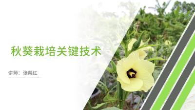 秋葵整地起垄与浇水定植