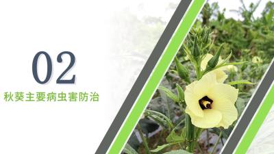 秋葵主要病虫害防治