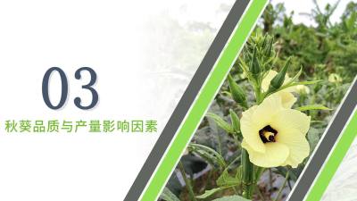 秋葵品质与产量影响因素