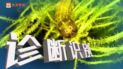 草地贪夜蛾发生危害与防治技术