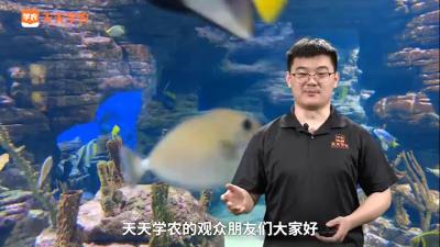 黄颡鱼生物学特征