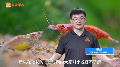 小龙虾养殖常见误区