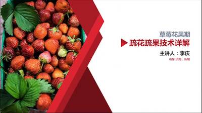 草莓疏花疏果的实操讲解