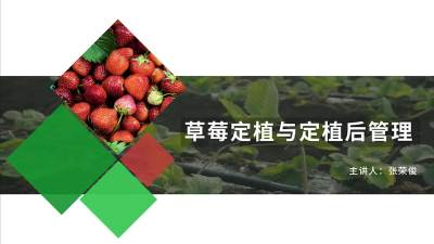 定植后要怎么追肥？
